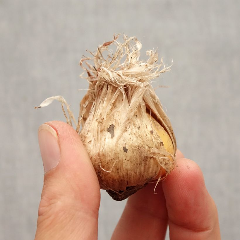 Esemplare di Allium schubertii Arctic Snow - Aglio ornamentale Bulbo taglia 12+ come consegnato in autunno