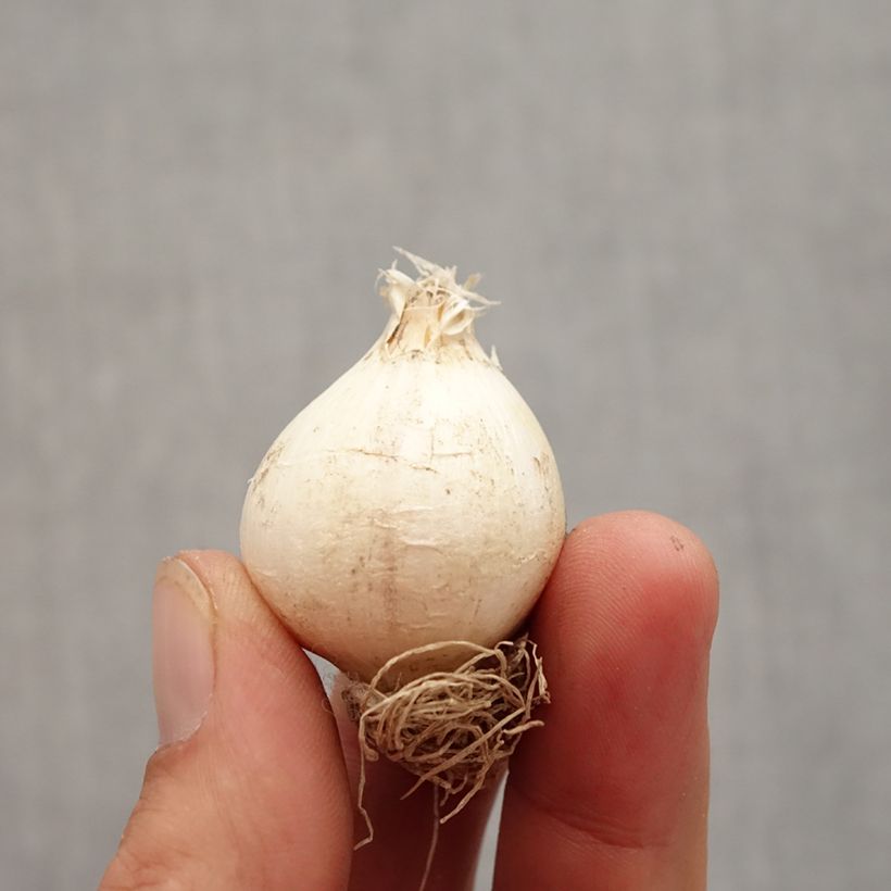 Example of Allium schubertii - Aglio ornamentale Bulbo taglia 12+ as you get in automne