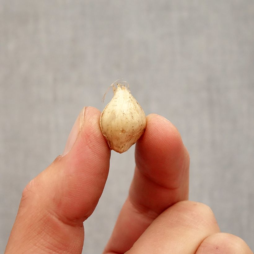 Esemplare di Allium scorodoprasum Passion - Aglio romano Bulbo taglia 5+ come consegnato in autunno