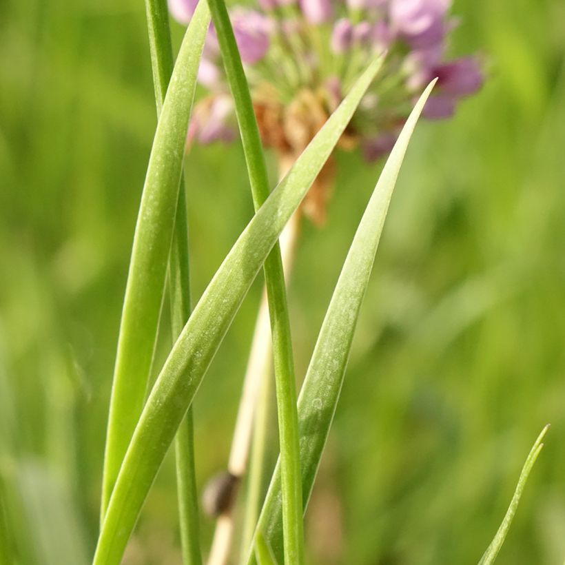 Allium Avatar - Aglio ornamentale (Foliage)