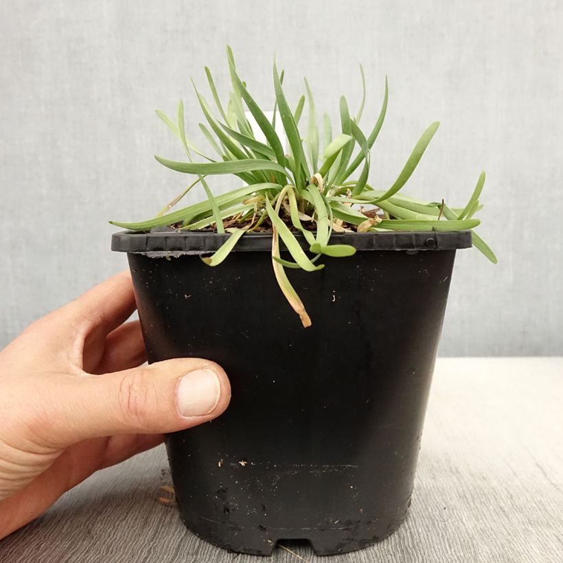 Allium In Orbit - Aglio ornamentale Vaso da 2L/3L esemplare consegnato in primavera