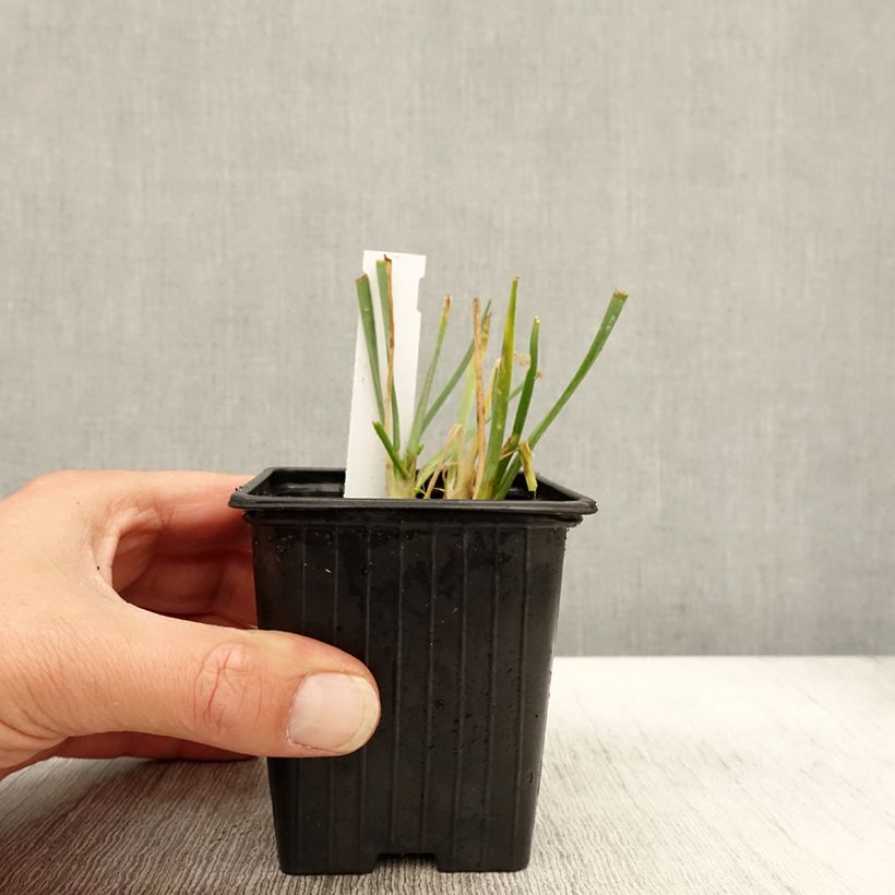 Esemplare di Ail d'ornement - Allium senescens Lisa Blue Godet de 8/9 cm calibre I come consegnato in autunno