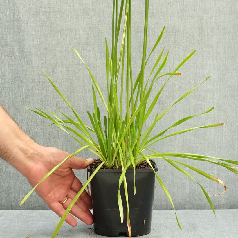 Esemplare di Allium senescens Summer Beauty - Aglio ornamentale Vaso da 2L/3L taglia I consegnato in estate