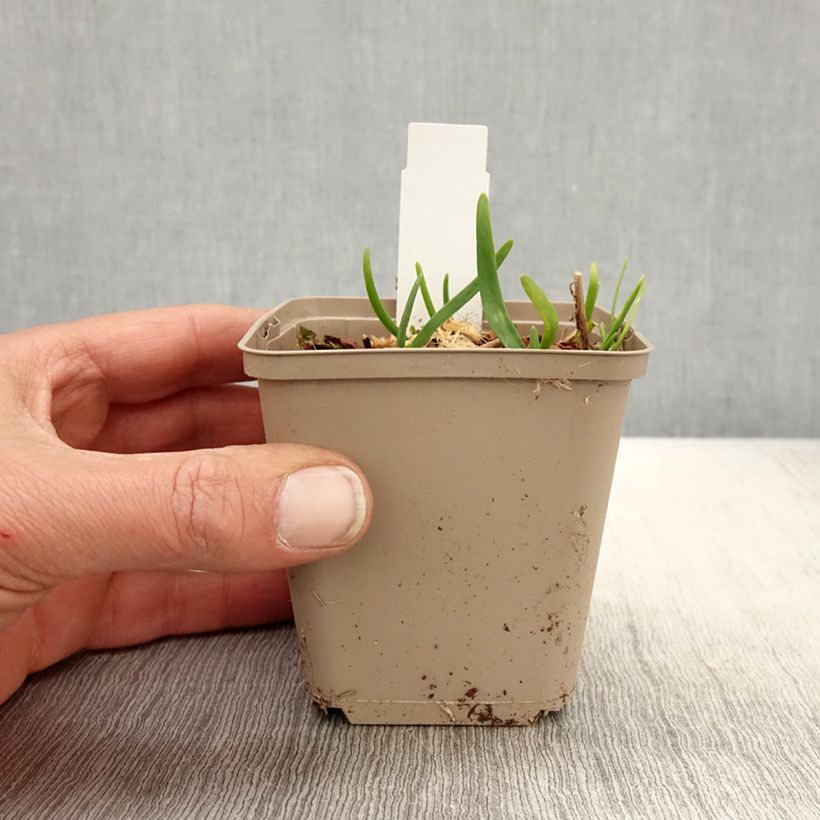 Example of Allium Serendipity - Aglio ornamentale Vasetto da 8/9 cm as you get in printemps