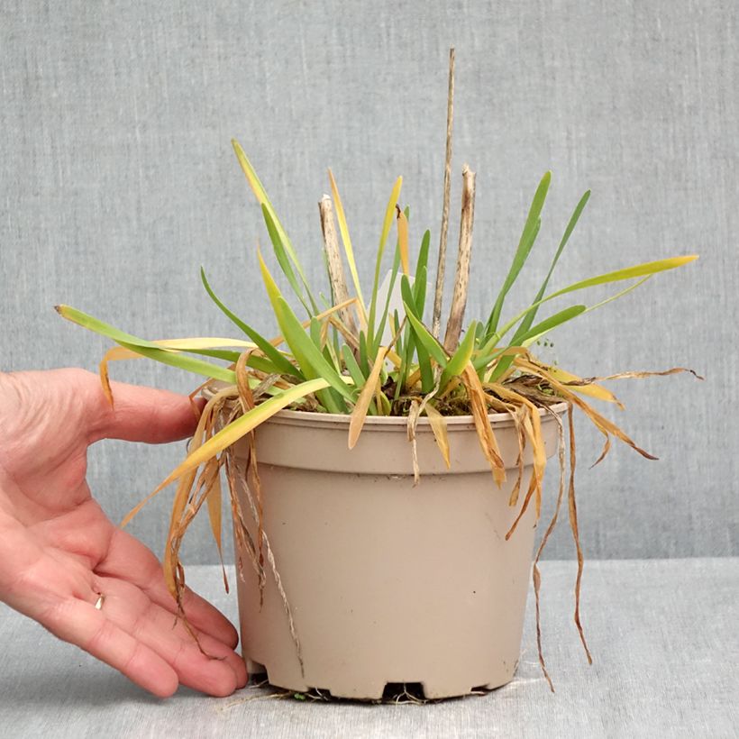 Esemplare di Allium Serendipity - Aglio ornamentale Vaso da 2L/3L come consegnato in autunno