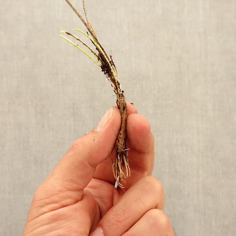 Esemplare di Allium sikkimense - Aglio ornamentale Bulbo taglia I come consegnato in autunno