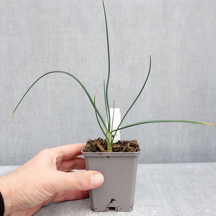 Allium sphaerocephalon - Aglio delle bisce Vasetto da 8/9 cm taglia 6+ esemplare consegnato in inverno