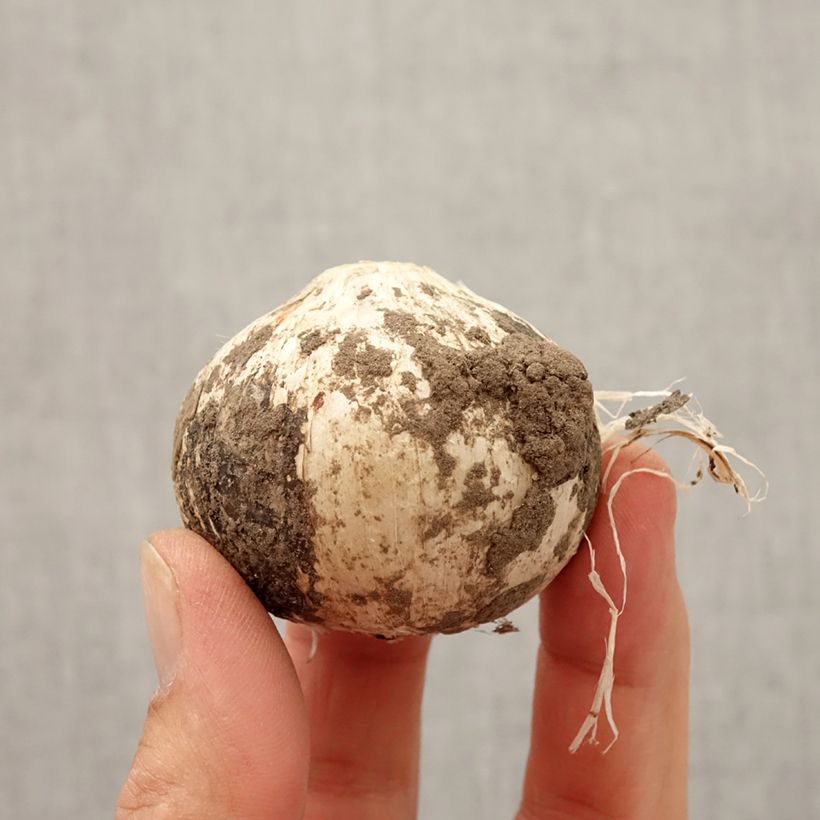 Esemplare di Allium Statos - Aglio ornamentale Bulbo taglia 14+ come consegnato in autunno