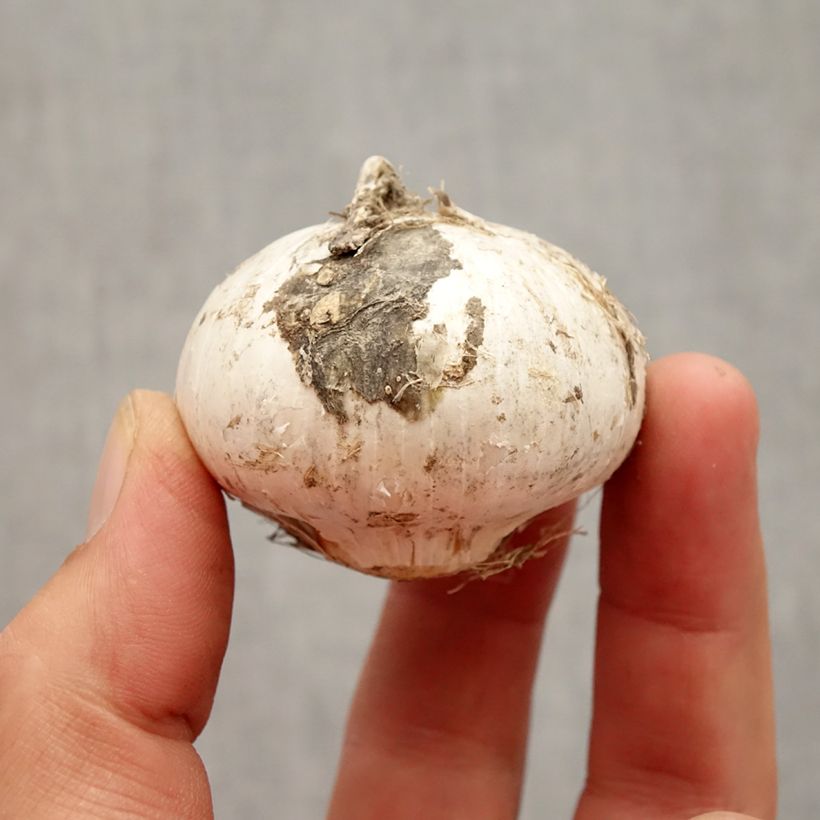 Esemplare di Allium stipitatum Album - Aglio ornamentale Bulbo taglia 16+ come consegnato in autunno