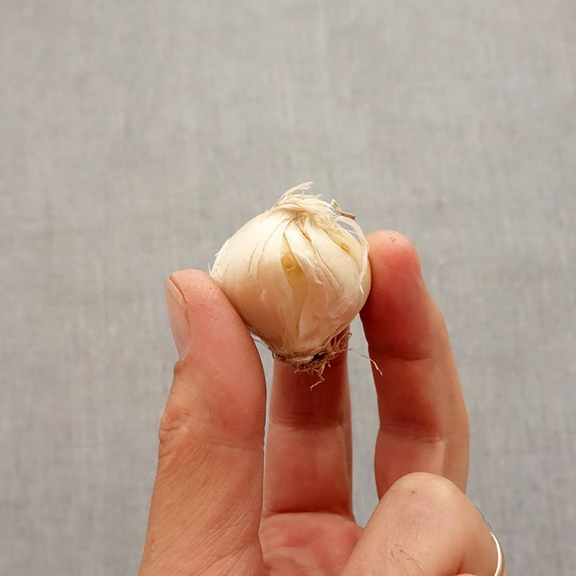 Esemplare di Allium stipitatum Violet Beauty - Aglio ornamentale Bulbo taglia 2.5/5 come consegnato in autunno