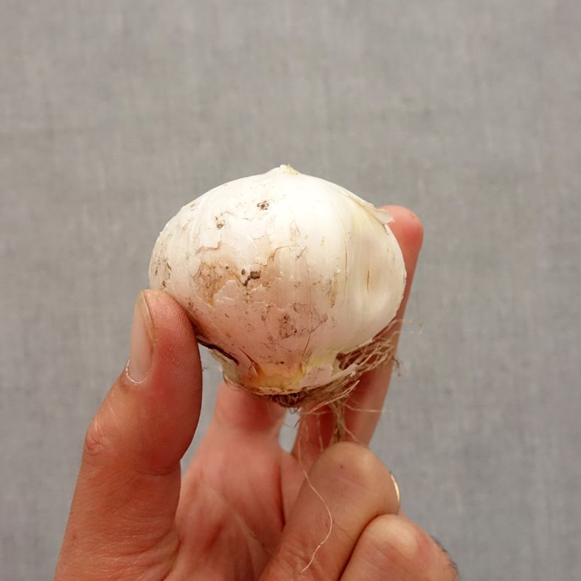 Esemplare di Allium stipitatum White Giant - Aglio ornamentale Bulbo taglia 18+ come consegnato in autunno