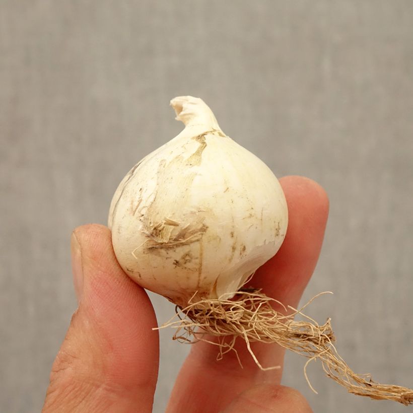 Esemplare di Allium Summer Drummer - Aglio ornamentale Bulbo taglia 12+ come consegnato in autunno