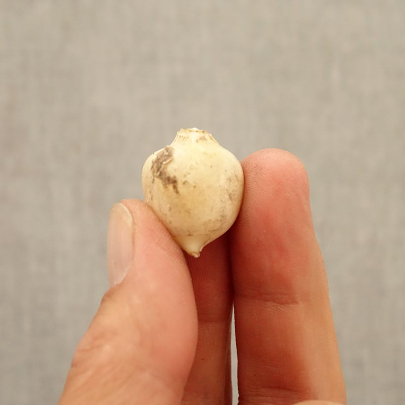 Esemplare di Allium triquetrum - Aglio triquetro Bulbo taglia 5+ come consegnato in autunno