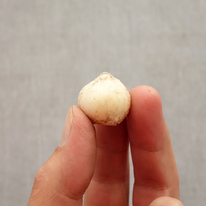 Example of Allium unifolium - Aglio ornamentale Bulbo taglia 5+ as you get in automne