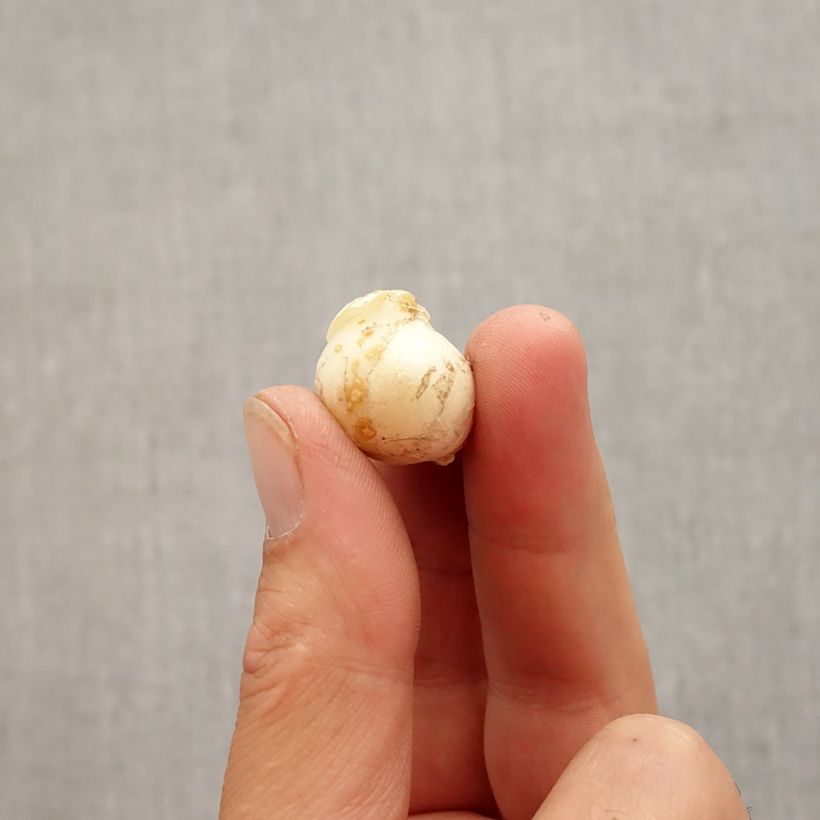 Esemplare di Allium unifolium Eros - Aglio ornamentale Bulbo taglia 5+ come consegnato in autunno