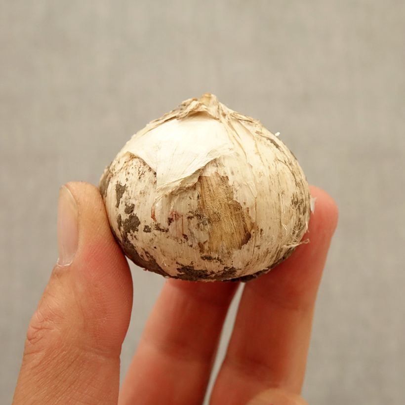 Esemplare di Allium Universe - Aglio ornamentale Bulbo taglia 20+ come consegnato in autunno