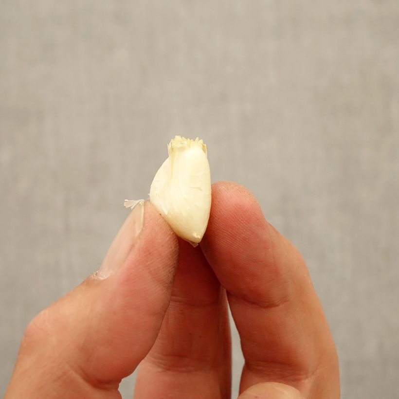 Esemplare di Allium ampeloprasum White Cloud - Porraccio Bulbo taglia 7+ come consegnato in autunno
