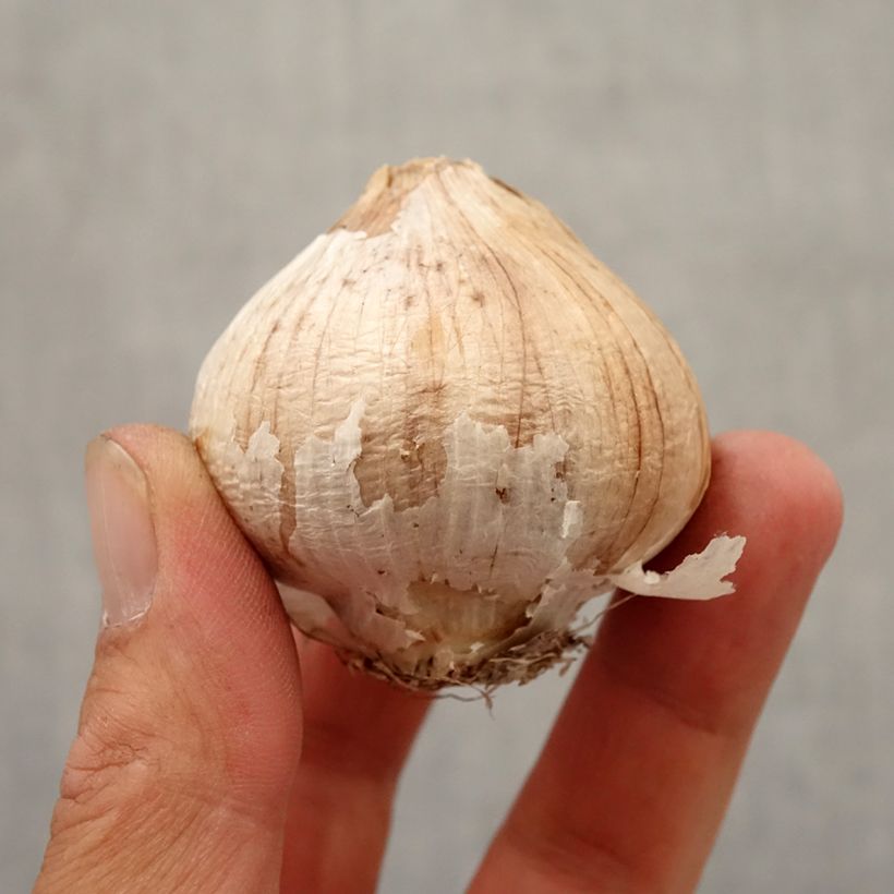 Example of Allium christophii - Aglio ornamentale Bulbo taglia 12+ as you get in automne
