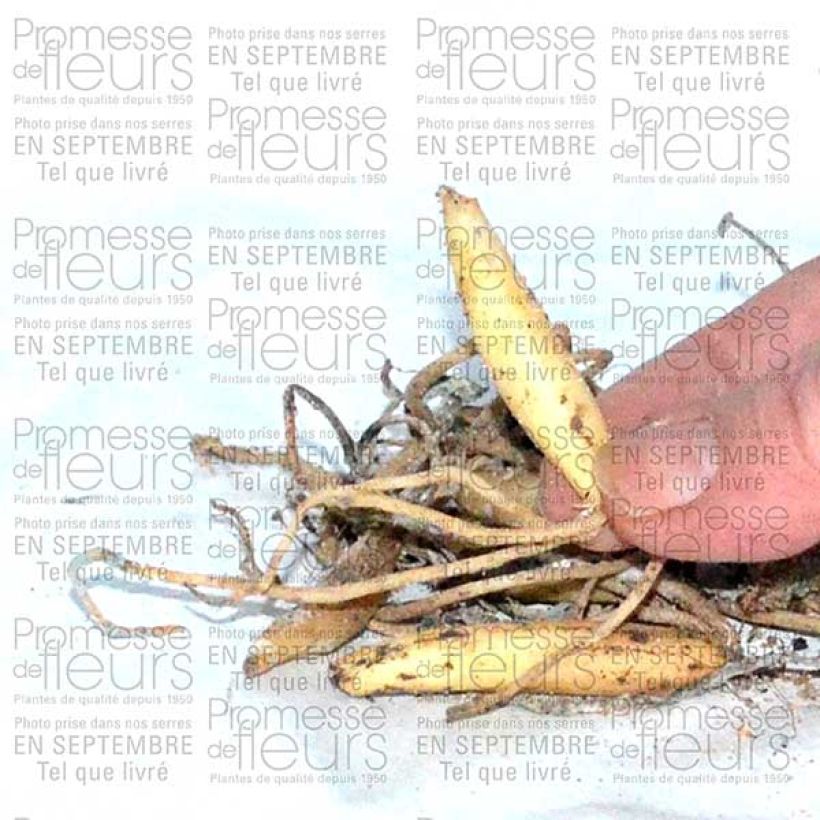 Esempio di esemplare Aglio orsino (bulbi) Bulbo taglia I come consegnato