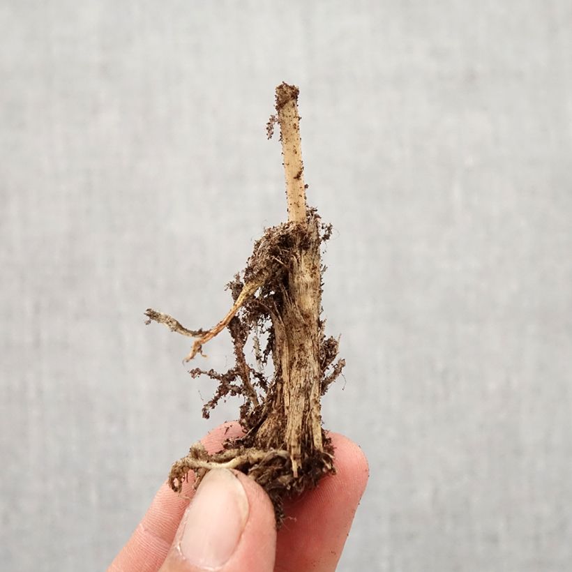 Esemplare di Aglio cinese - Allium ramosum Bulbo taglia I come consegnato in autunno