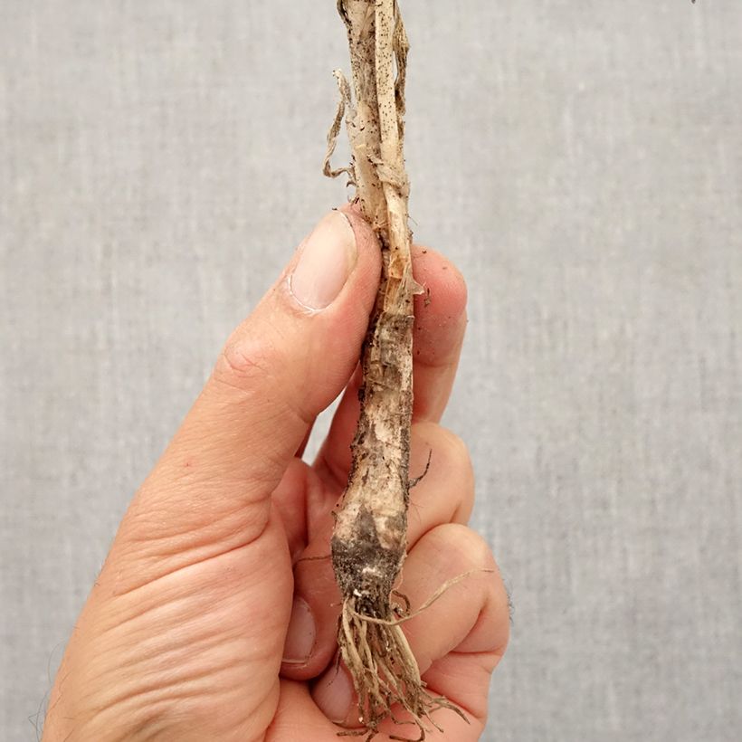 Esemplare di Allium cernuum - Aglio ornamentale Bulbo taglia I come consegnato in autunno