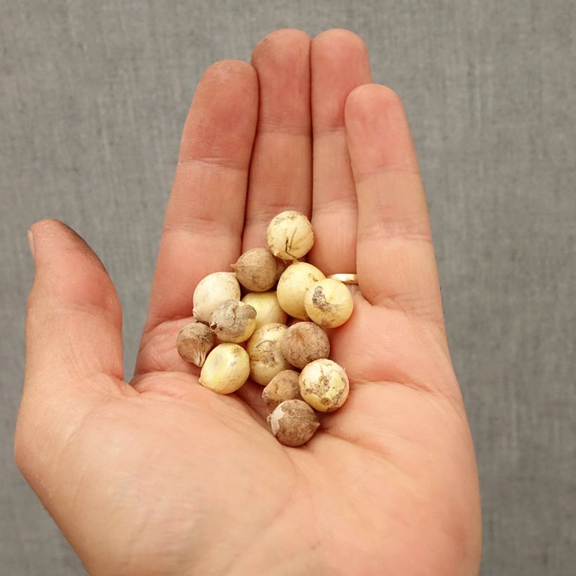 Esemplare di Allium Mix Nana - Aglio ornamentale Bulbo taglia 4+ come consegnato in autunno