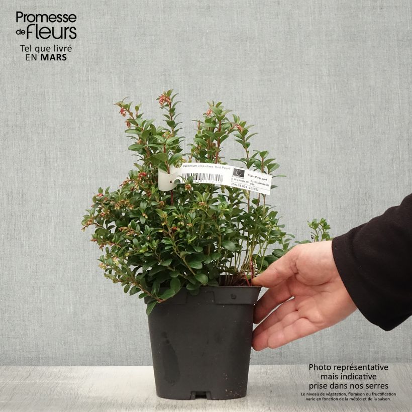 Mirtillo rosso - Red Pearl Vaso da 2L/3L esemplare consegnato in primavera