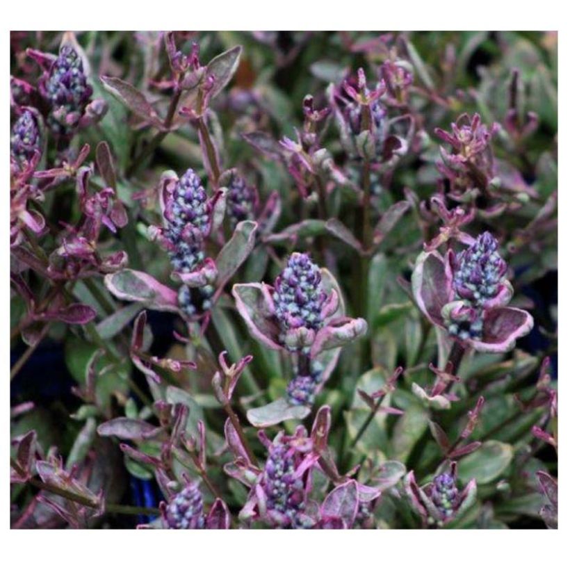 Ajuga Dixie Chip - Bugola (Flowering)