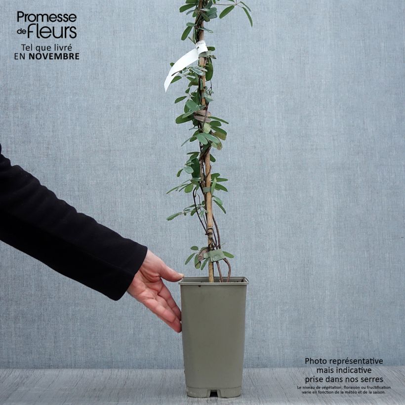 Esemplare di Akebia longeracemosa Vaso da 2L/3L come consegnato in autunno