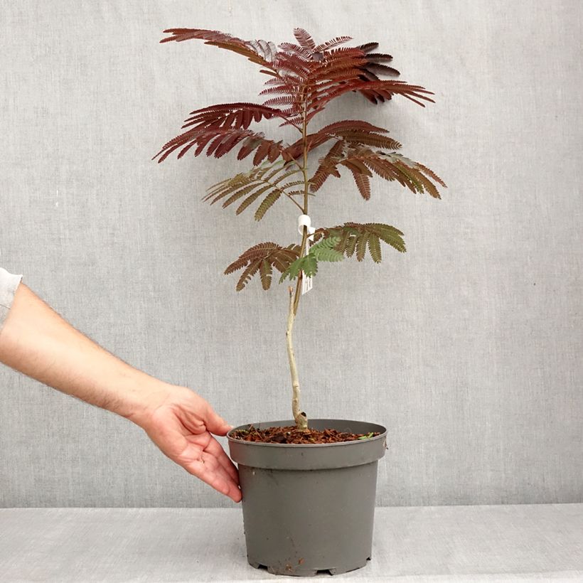 Esemplare di Albizia julibrissin Evey's Pride - Acacia di Costantinopoli Vaso da 4L/5L consegnato in estate