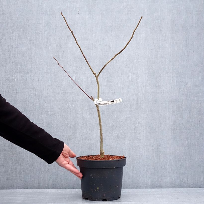 Albizia julibrissin Evey's Pride - Arbre de soie Pot de 4L/5L esemplare consegnato in inverno