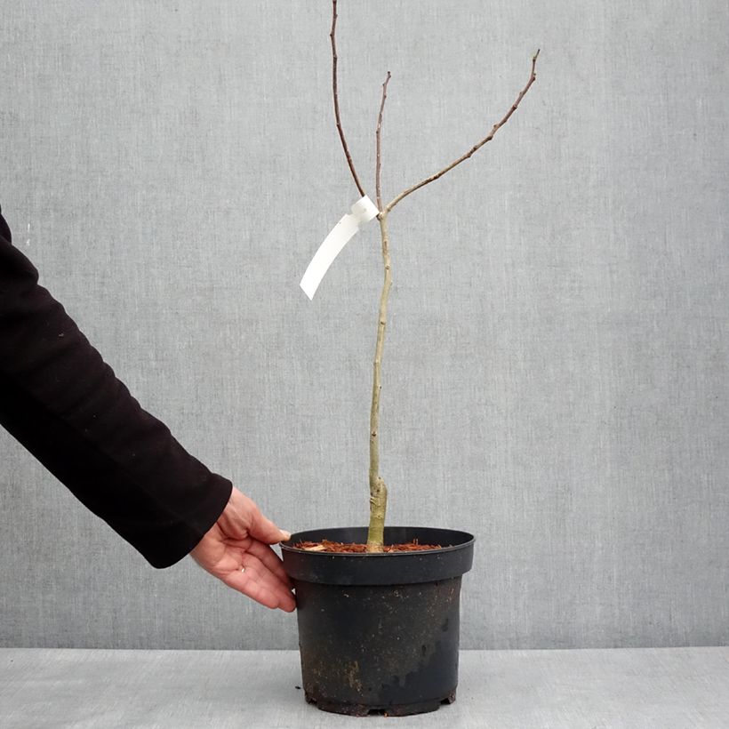 Albizia julibrissin Evey's Pride - Acacia di Costantinopoli Vaso da 4L/5L esemplare consegnato in primavera