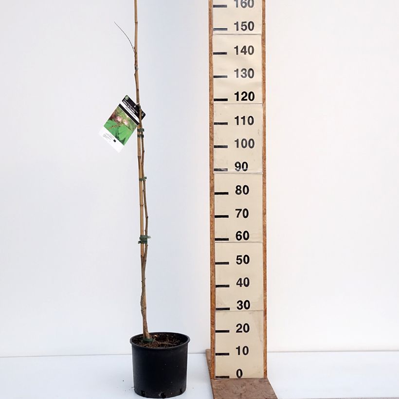 Albizzia julibrissin Rosea - Acacia di Costantinopoli Vaso da 7,5L/10L esemplare consegnato in inverno