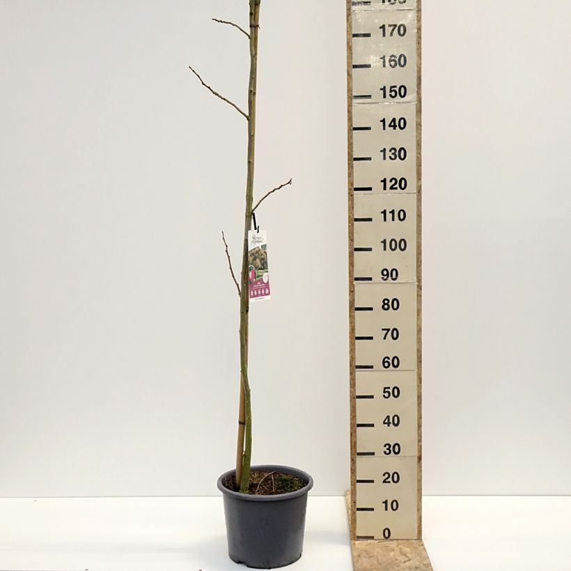 Albizia julibrissin Rouge Selection - Arbre à soie Pot de 12L/15L, Baliveau esemplare consegnato in inverno