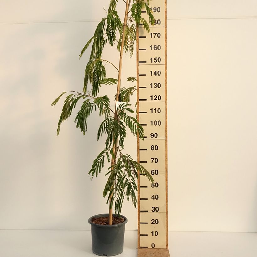 Esemplare di Albizia julibrissin Rouge Selection - Acacia di Costantinopoli Vaso da 12L/15L, Astone alto consegnato in estate