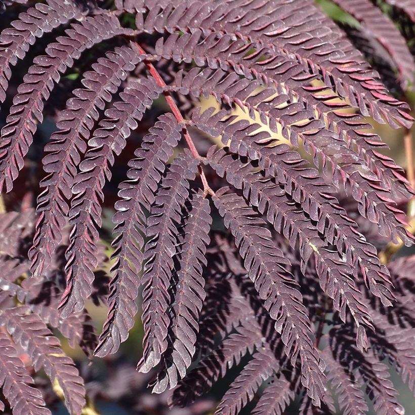 Albizzia julibrissin Summer Chocolate - Acacia di Costantinopoli (Fogliame)