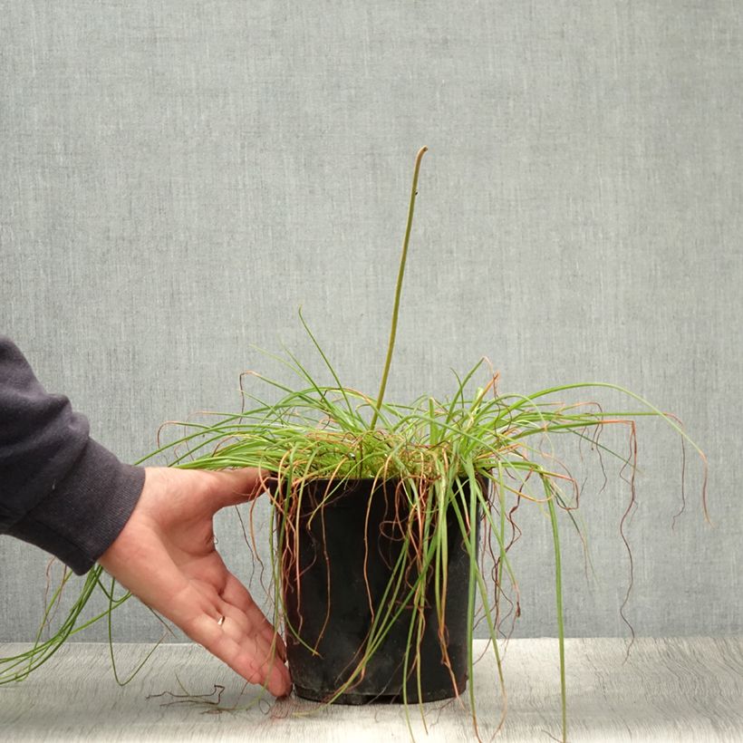 Esemplare di Albuca shawii Vaso da 3L/4L consegnato in estate