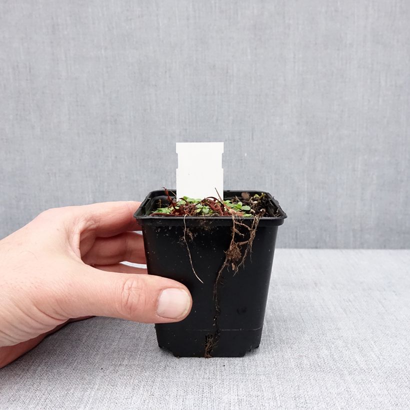 Example of Alcea ficifolia Las Vegas - Malvarosa Vasetto da 8/9 cm as you get in hiver