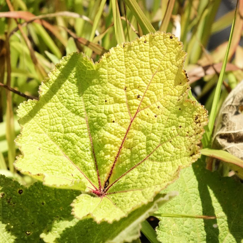 Alcea ficifolia - Malvarosa (Foliage)