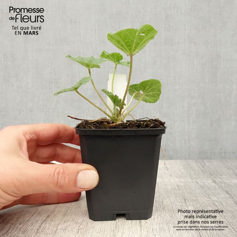 Example of Alcea ficifolia - Malvarosa Vasetto da 8/9 cm as you get in printemps