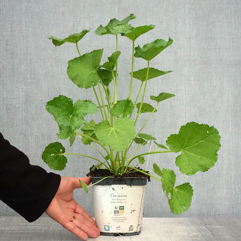 Alcea rosea Spring Celebrities White - Malvarosa Vaso da 2L/3L esemplare consegnato in primavera