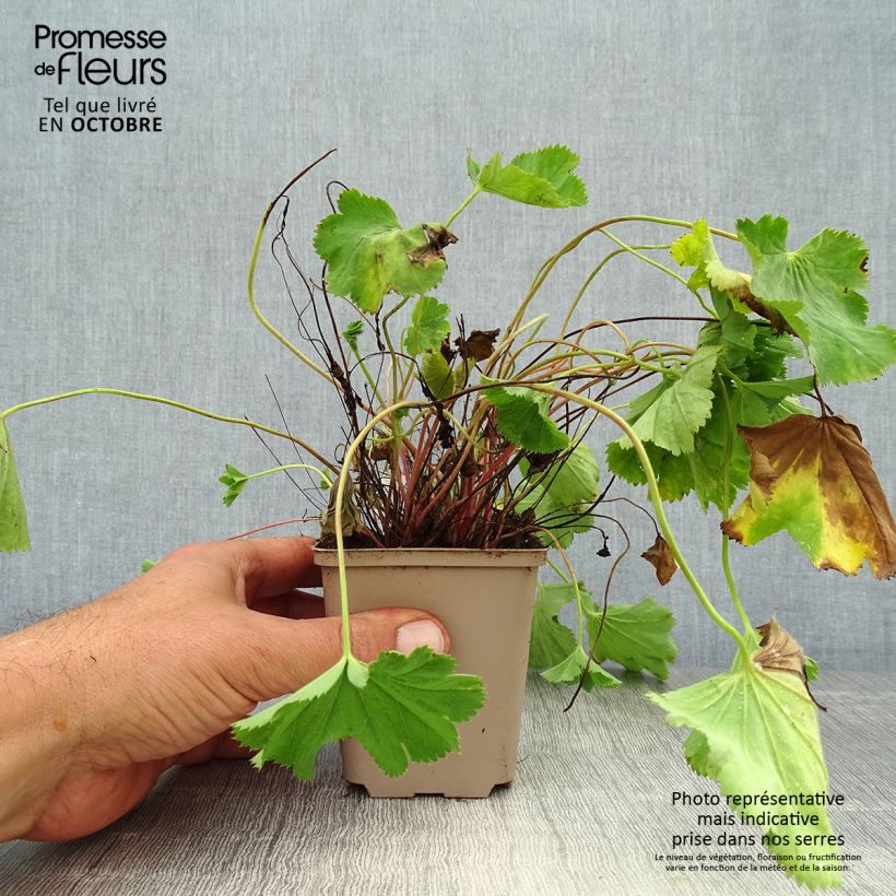 Esemplare di Alchemilla epipsila Vasetto da 8/9 cm come consegnato in autunno