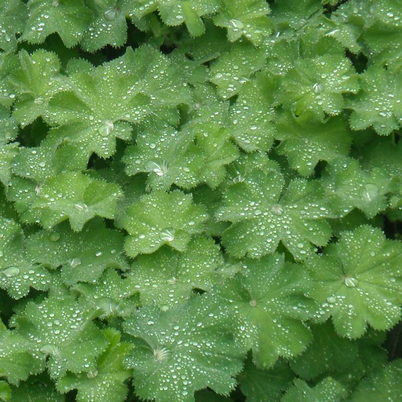 Alchemilla mollis (Foliage)