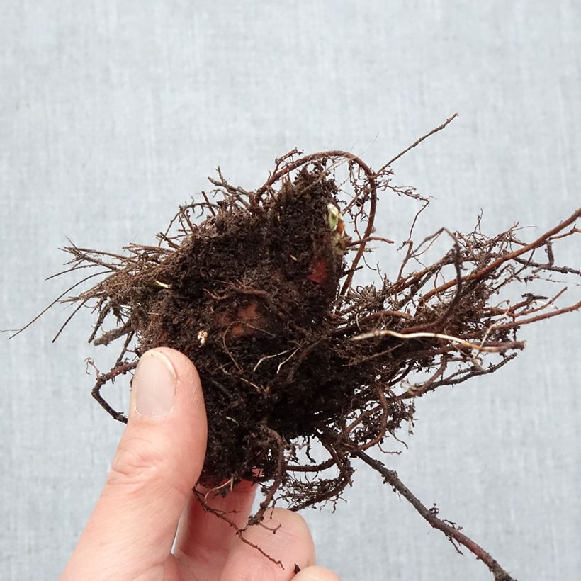 Alchemilla mollis Thriller Piante piccole a radice nuda esemplare consegnato in inverno