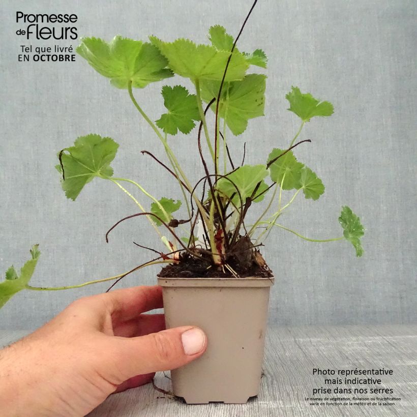 Esemplare di Alchemilla vulgaris Vasetto da 8/9 cm come consegnato in autunno