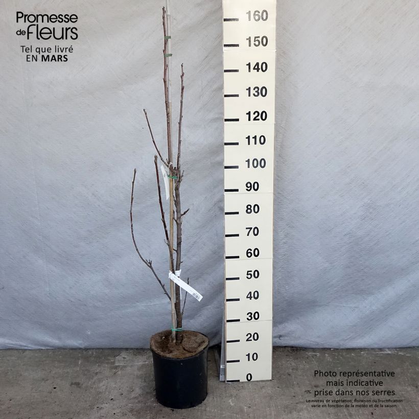 Example of Sorbus aria Lutescens - Sorbo montano Vaso da 12L/15L, Vaso impalcato as you get in printemps