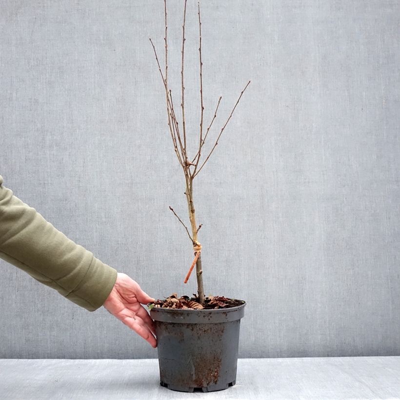 Example of Sorbus alnifolia Red Bird - Ciliegio tardivo a foglie d'ontano Vaso da 4L/5L as you get in hiver