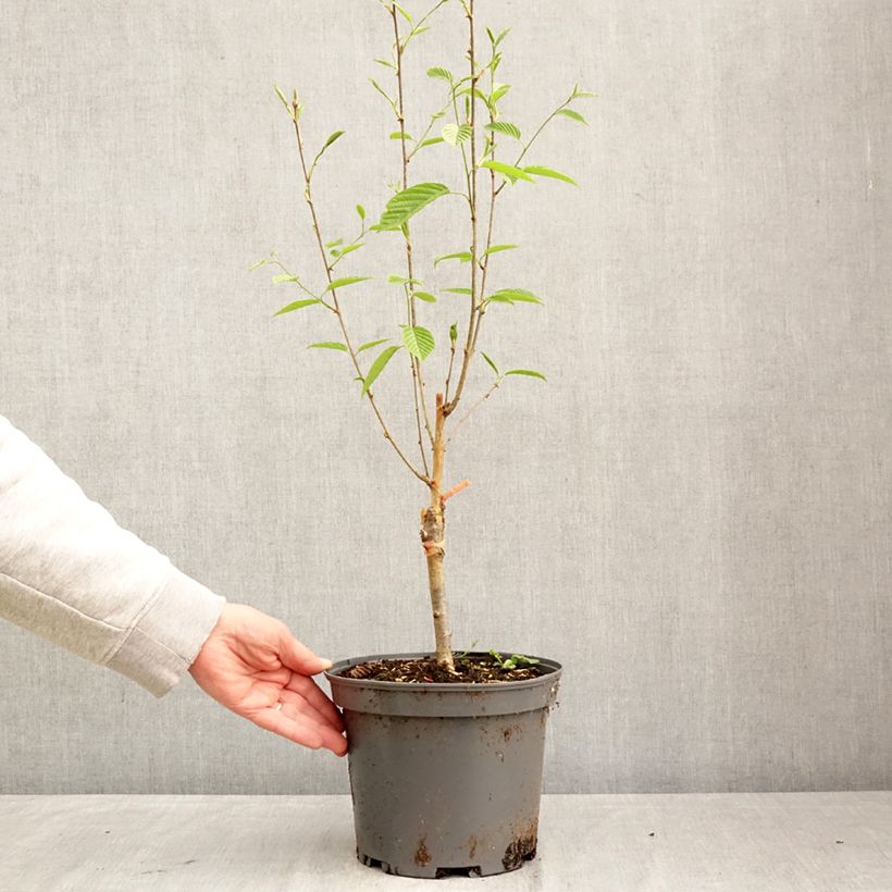 Sorbus alnifolia Red Bird - Ciliegio tardivo a foglie d'ontano Vaso da 4L/5L esemplare consegnato in primavera