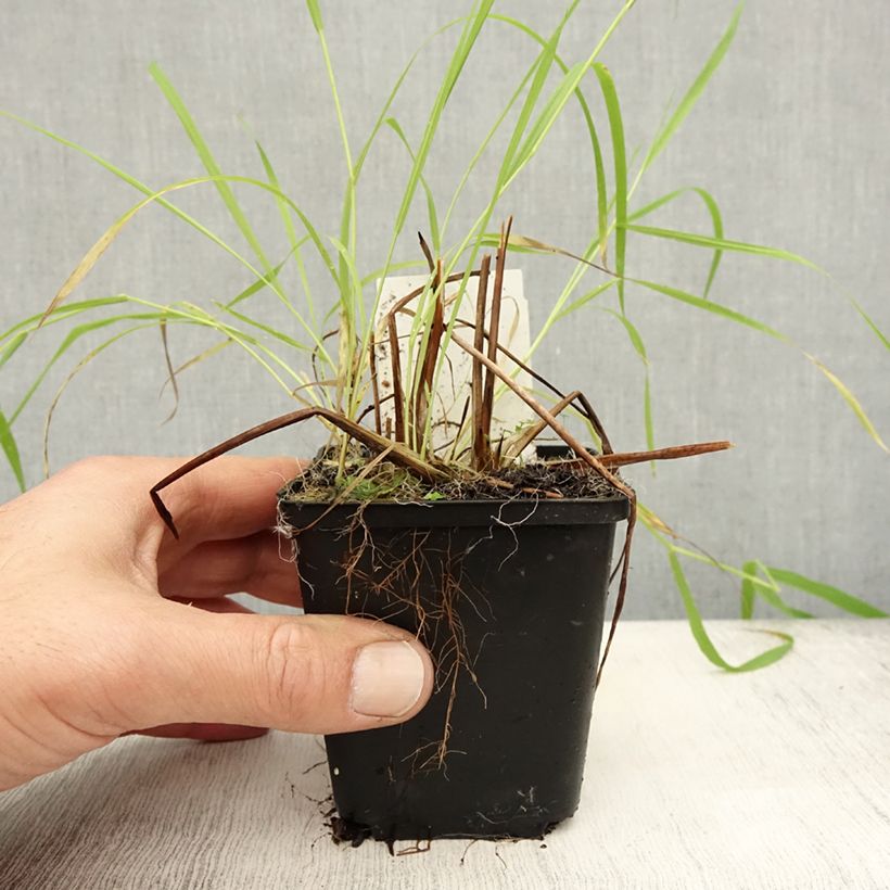 Esemplare di Alisma lanceolatum - Plantain d'eau à feuilles lancéolées Godet de 8/9 cm come consegnato in autunno