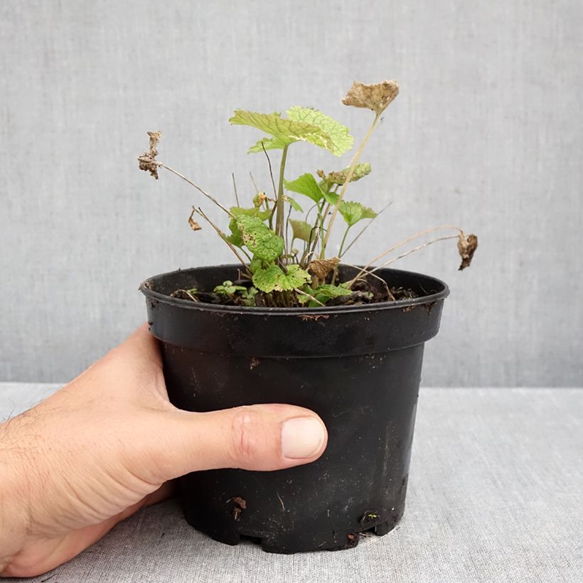 Esemplare di Alliaire officinale ou Herbe à ail - Alliaria petiolata Pot de 1,5L/2L come consegnato in autunno